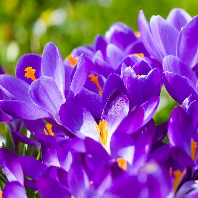 crocus crocus flowers